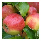 fruitboom-appel-jonagold-