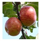 fruitboom-appel-rode-boskoop-