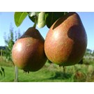 fruitboom-peer-bonne-louis-d-avranches-