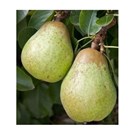 fruitboom-peer-williams-