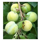 fruitboom-pruim-reine-claude-d-oullins-