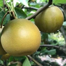 fruitboom-pyrus-pyrifolia-hosui-