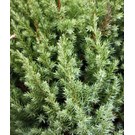 Juniperus-chinensis-stricta