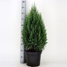 Juniperus-chinensis-stricta3