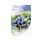 Lonicera-caerula-Blue-Velvet-2-DOOL