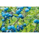 nature-tuinnet-nano-enkeldraads-hdpe-blauw