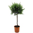 olea-europaea-olijfboom