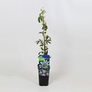 passiflora-caerulea