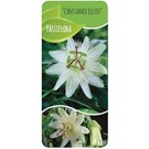 passiflora-caerulea-constance-elliott-
