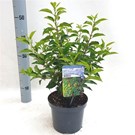 prunus-lusitanica-angustifolia-
