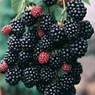 rubus-fruticosus-black-satin-