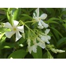 trachelospermum-jasminoides
