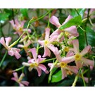 trachelospermum-jasminoides-star-of-sicily