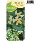 Trachelospermum-jasminoides-Star-of-Toscane-HM