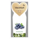 vaccinium-corymbosum-brigitta-blue-