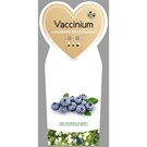 Vaccinium-corymbosum-North-County-VGB