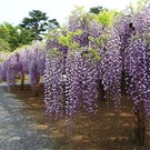 wisteria-floribunda-naga-noda