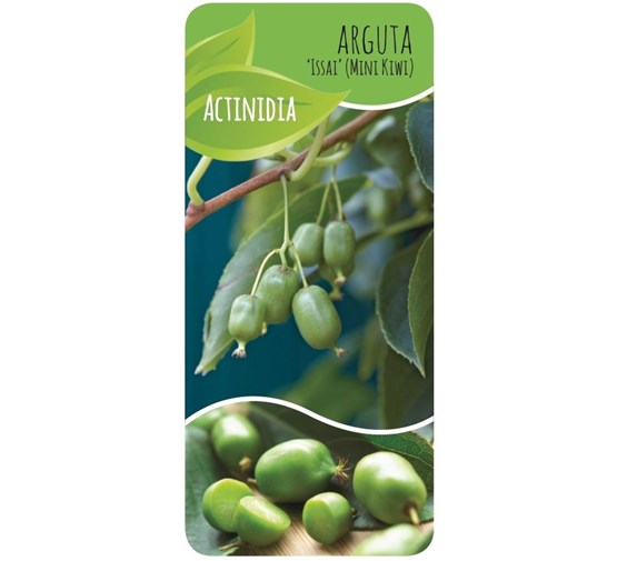actinidia-arguta-kiwiberry-issai-