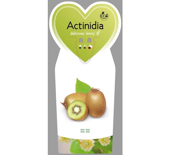actinidia-deliciosa-jenny-zelfbestuivend-