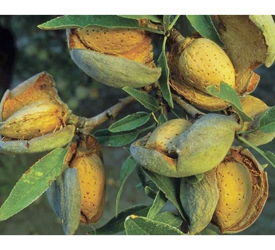 amandel-fruitboom