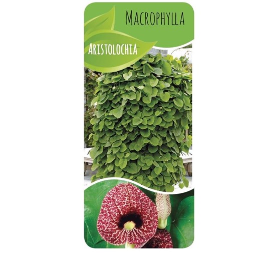aristolochia-macrophylla