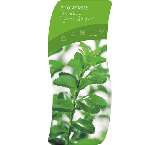euonymus-japonicus-green-spire-
