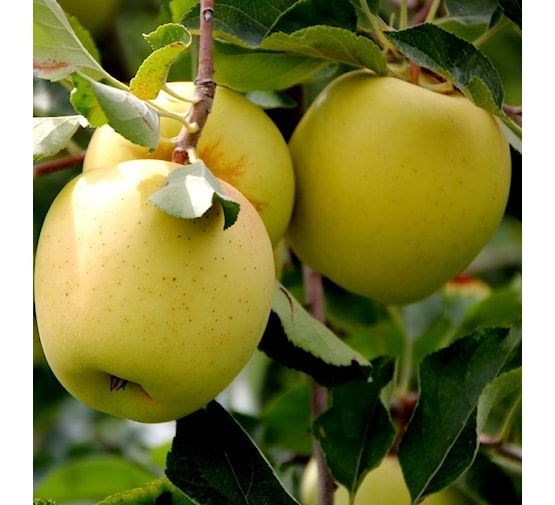 fruitboom-appel-golden-delicious-