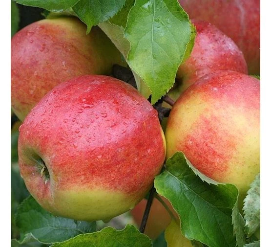 fruitboom-appel-jonagold-