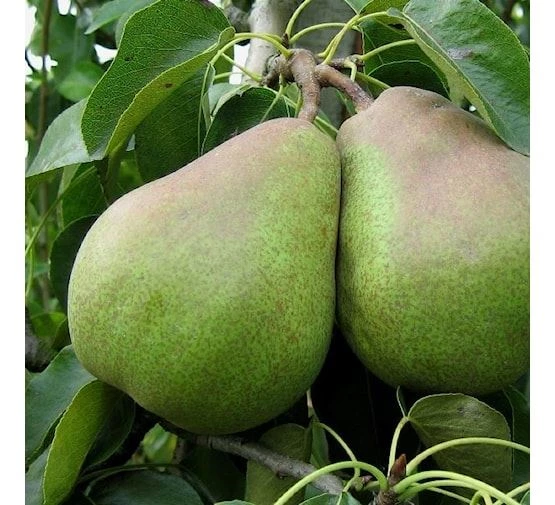 fruitboom-peer-doyenne-du-comice-