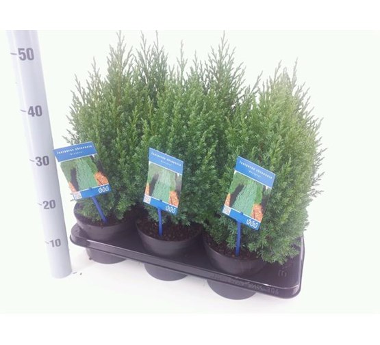 juniperus-chinensis-stricta-1