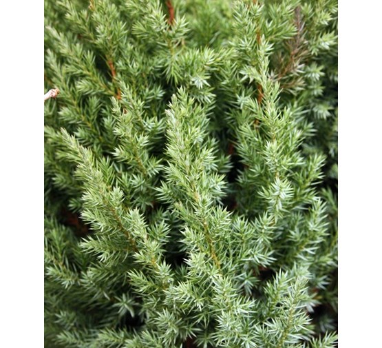 Juniperus-chinensis-stricta
