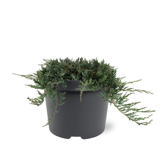 juniperus-horizontalis-wiltonii-