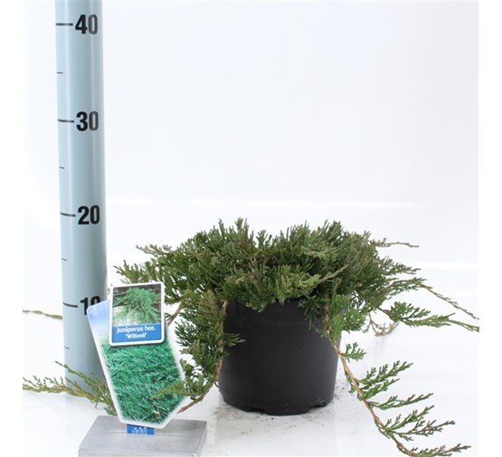 Juniperus-horizontalis-Wiltonii-SENSE