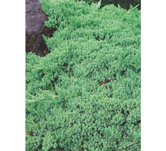 juniperus-procumbens-nana