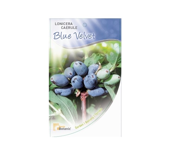 Lonicera-caerula-Blue-Velvet-2-DOOL