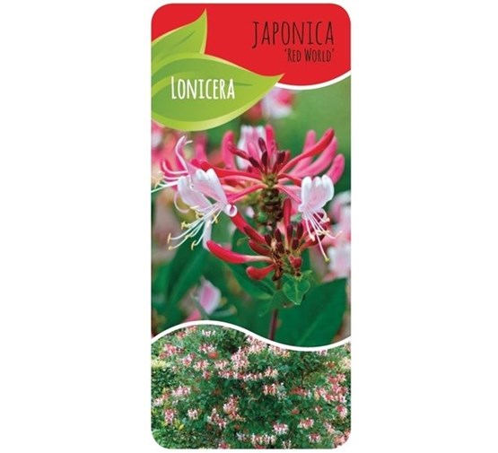 lonicera-japonica-red-world-