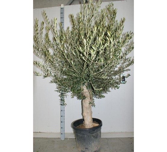 olea-europaea-olijfboom
