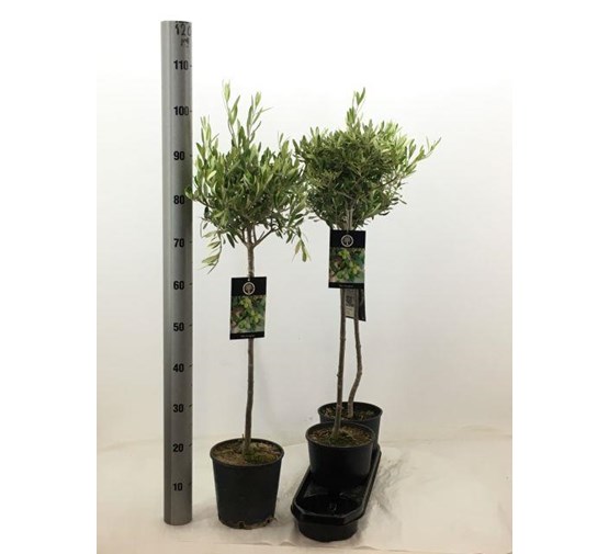 olea-europaea-olijfboom-op-stam-3