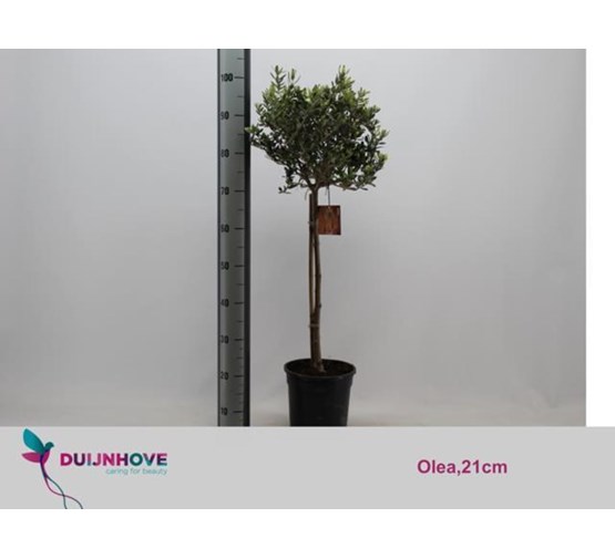 olea-europaea-olijfboom-op-stam