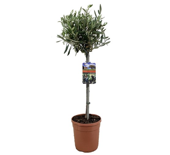 olea-europaea-op-stam-olijfboom-