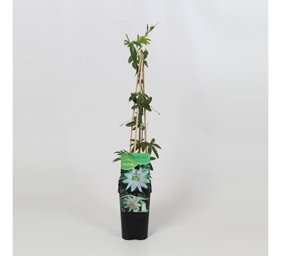 passiflora-caerulea-constance-elliott