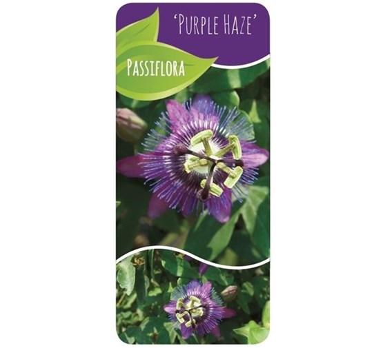 passiflora-purple-haze-