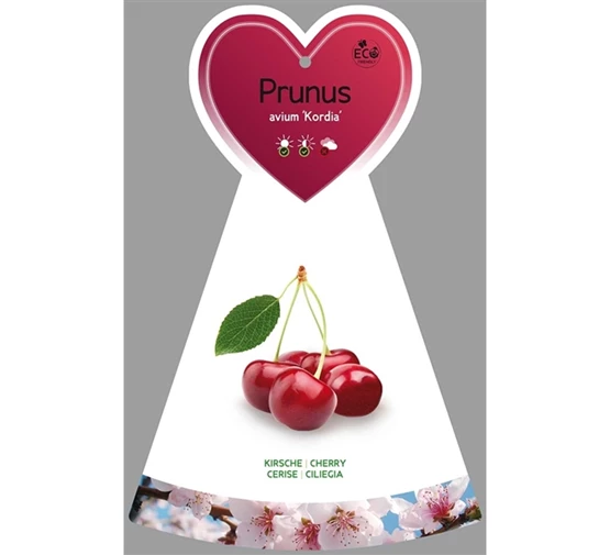 Prunus-avium-Kordia-VGB