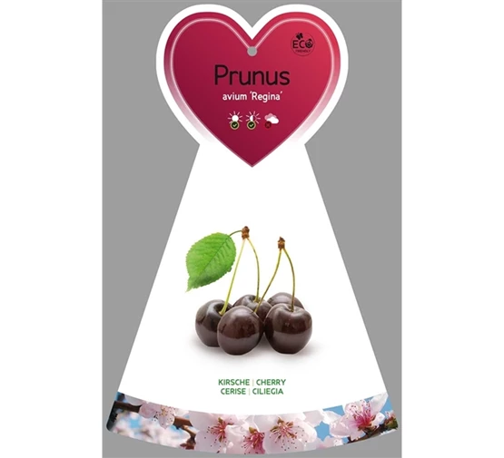 Prunus-avium-Regina-VGB