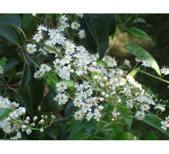 prunus-lusitanica-angustifolia