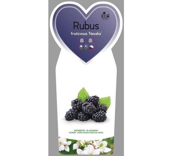 rubus-fruticosus-navaho-