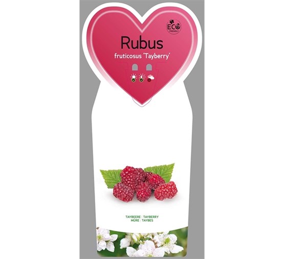 Rubus-fruticosus-Tayberry-VGB
