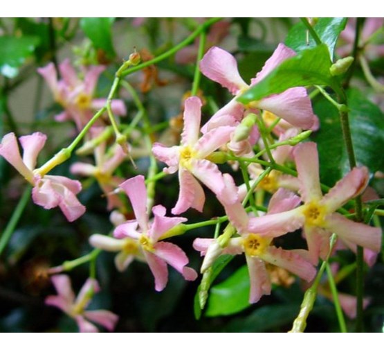 trachelospermum-jasminoides-star-of-sicily