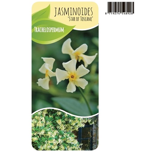 Trachelospermum-jasminoides-Star-of-Toscane-HM