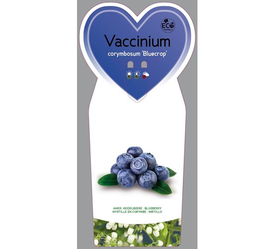 vaccinium-corymbosum-bluecrop-